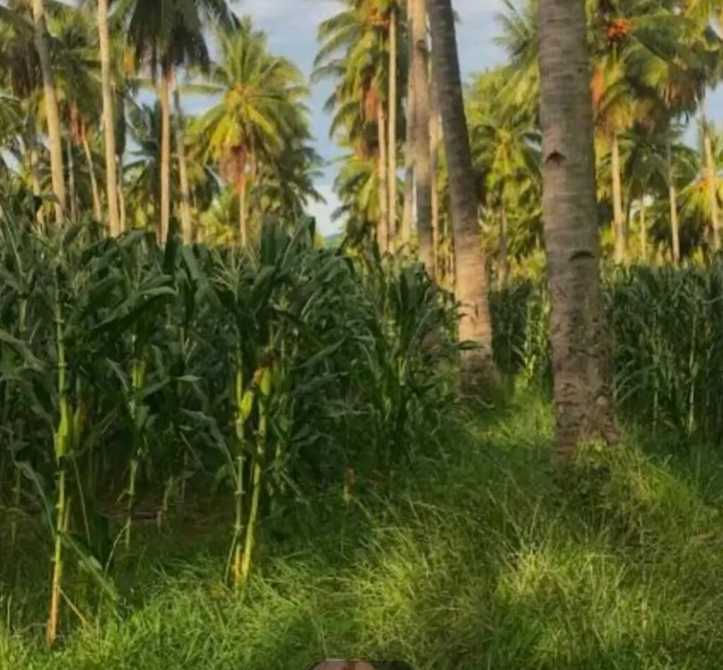 WhatsApp Image 2025-12-29 at 15.41.58 (1)