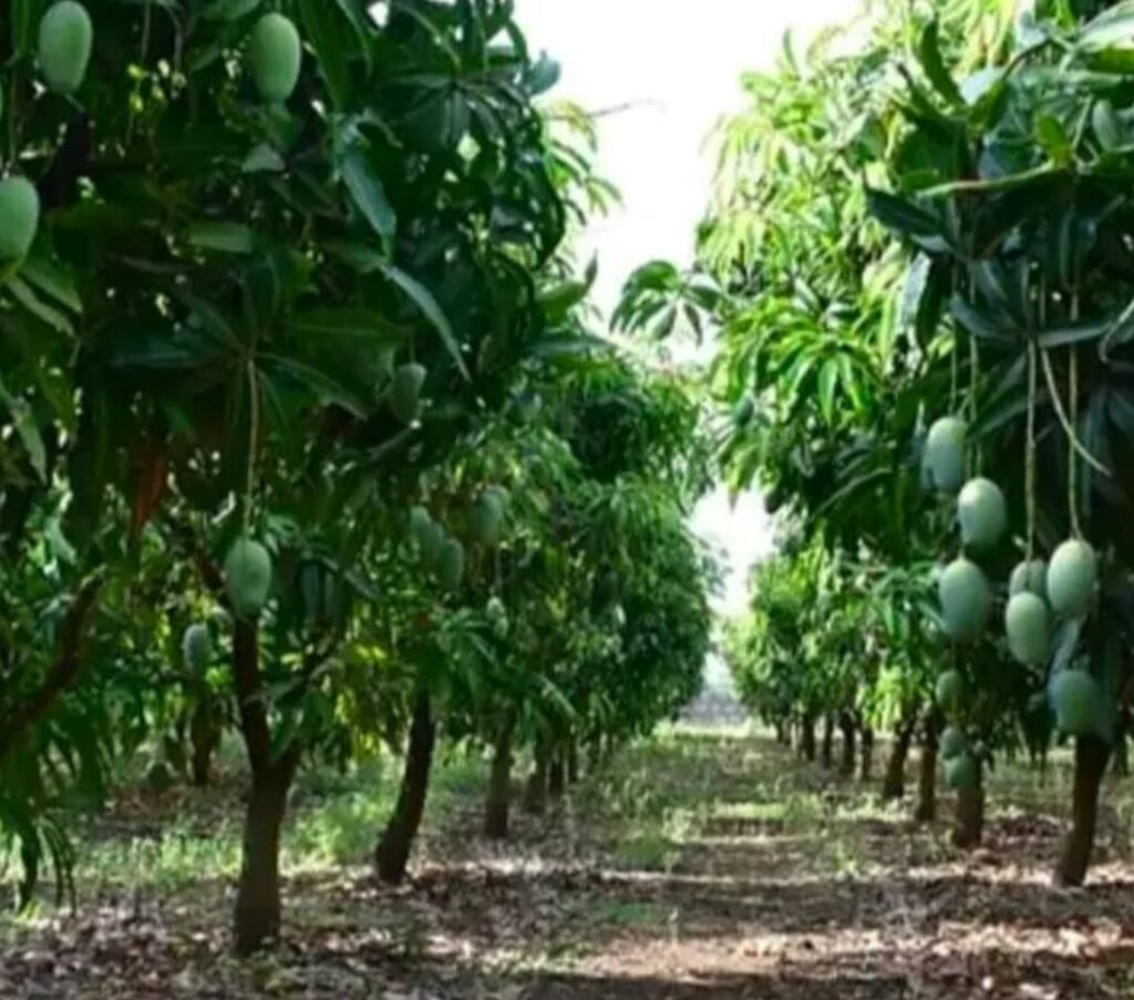 WhatsApp Image 2025-12-29 at 15.41.58