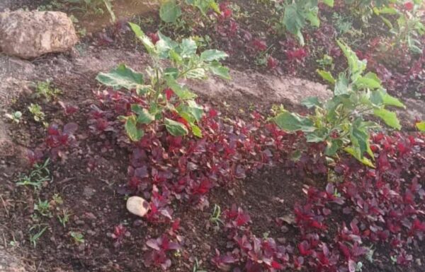 WhatsApp Image 2026-02-03 at 12.33.41