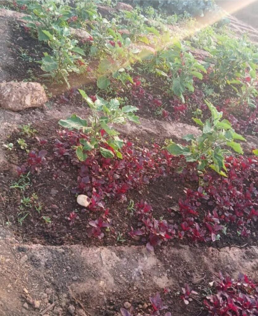 WhatsApp Image 2026-02-03 at 12.33.41